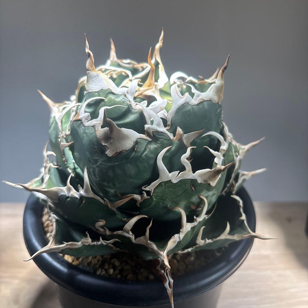 アガベ　チタノタ　白鯨