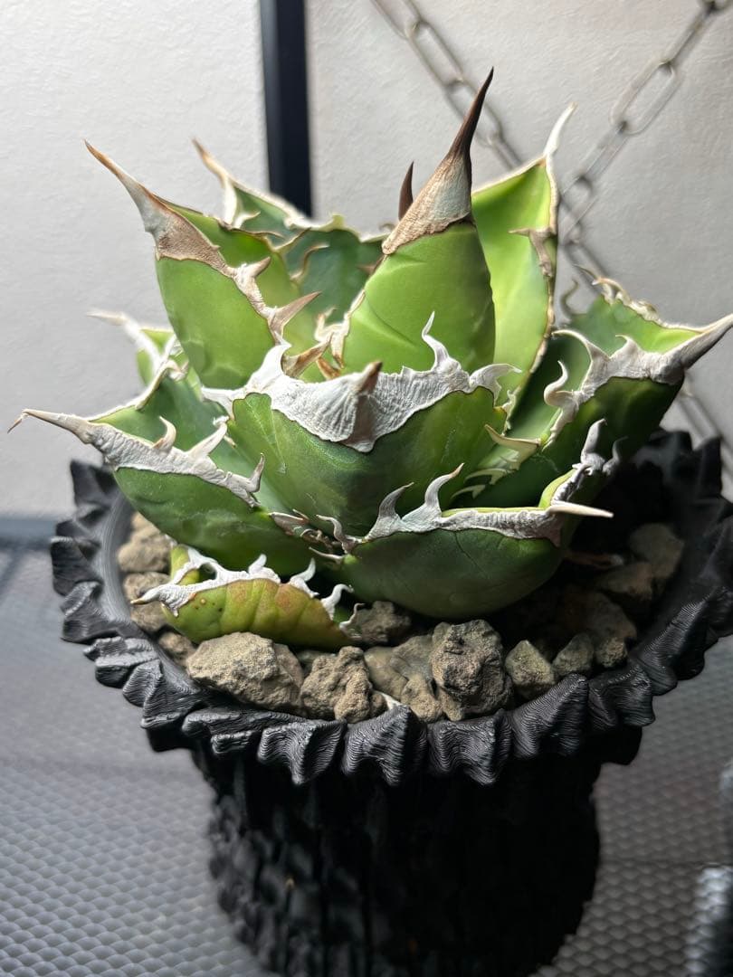 アガベ　チタノタ　SAD 南アフリカダイヤモンド