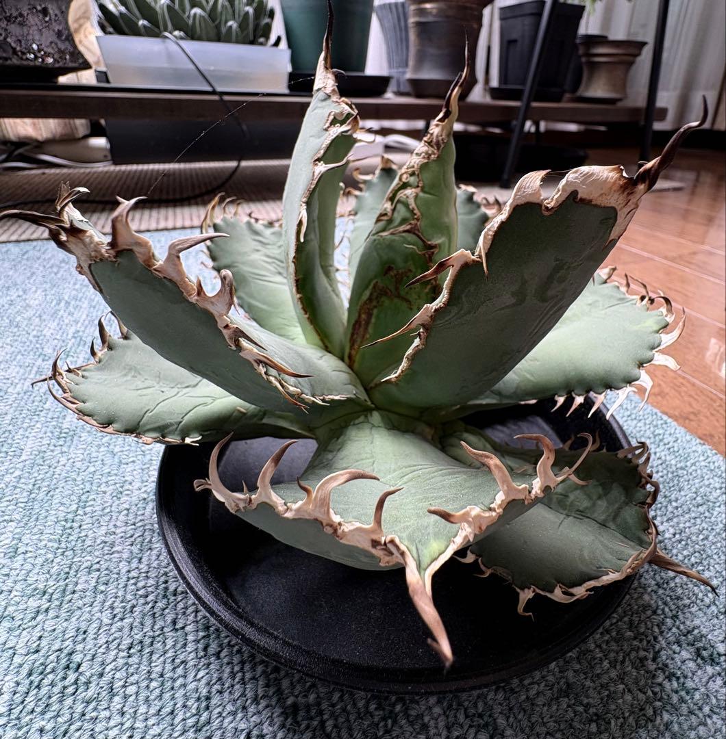 アガベチタノタフィリグリー　大株　ベアルート