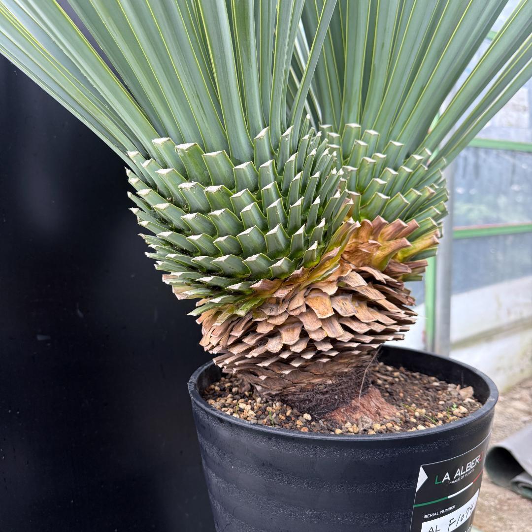 【AL-F1074】ユッカ　LA ALBERO　Ver.リギダ　頂上分頭　極上