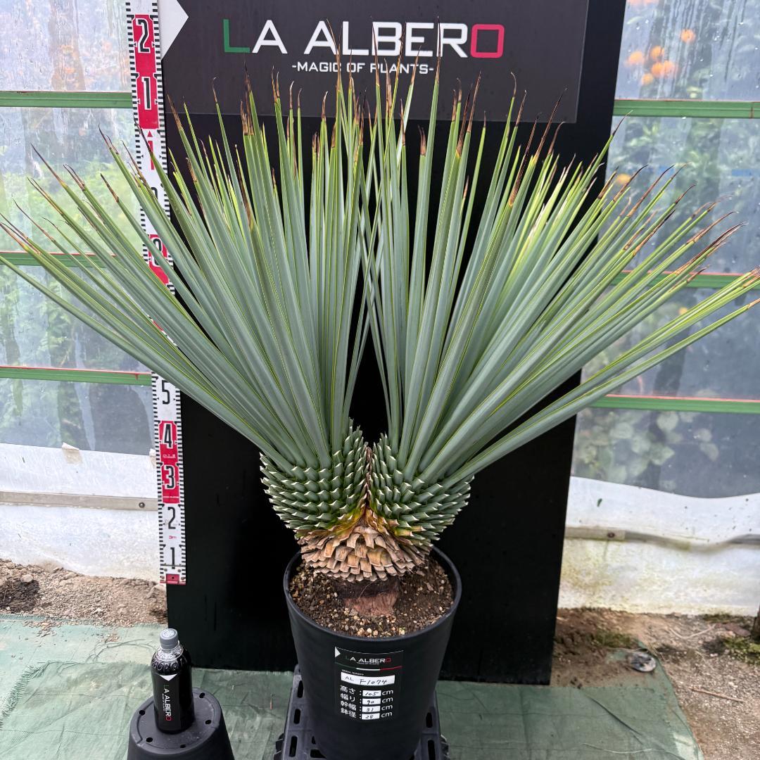 【AL-F1074】ユッカ　LA ALBERO　Ver.リギダ　頂上分頭　極上