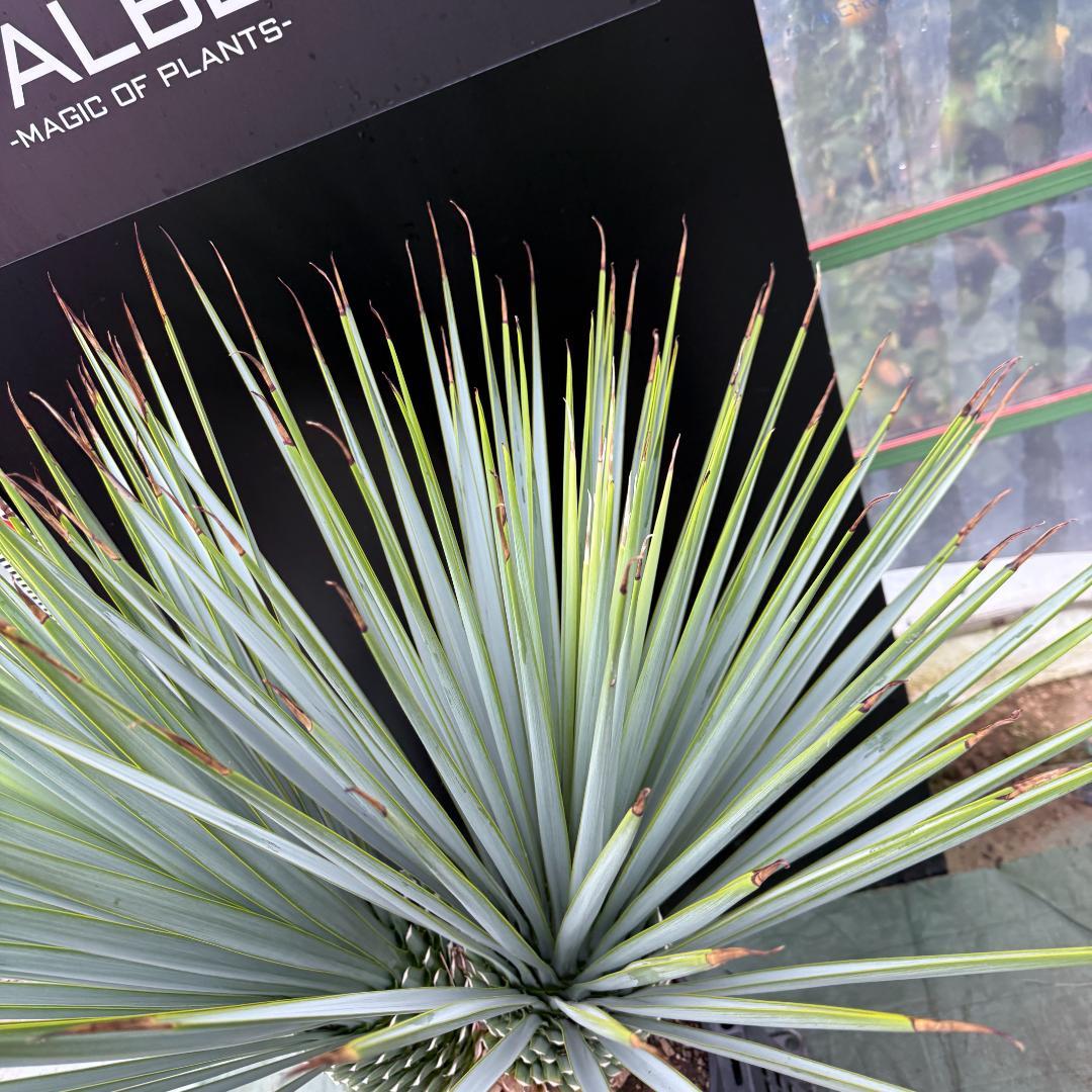 【AL-F1074】ユッカ　LA ALBERO　Ver.リギダ　頂上分頭　極上