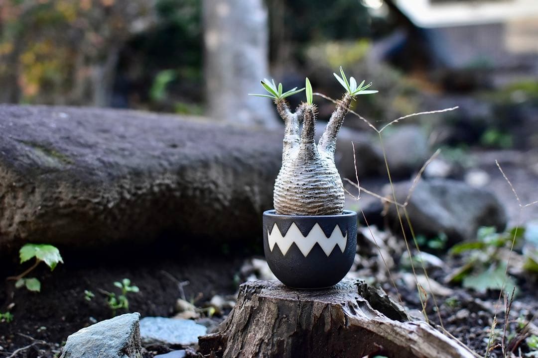 【休眠中】パキポディウム・グラキリス 現地球 VALIEM①