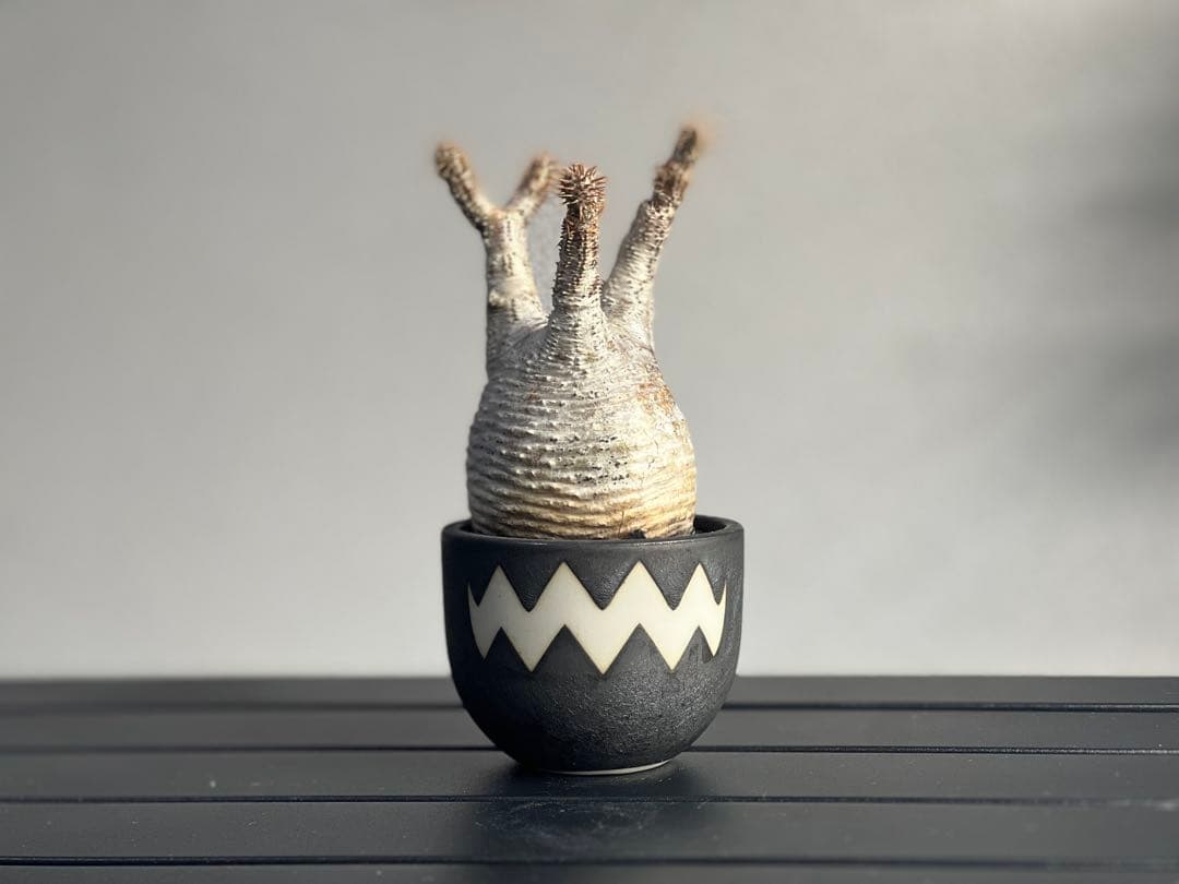 【休眠中】パキポディウム・グラキリス 現地球 VALIEM①