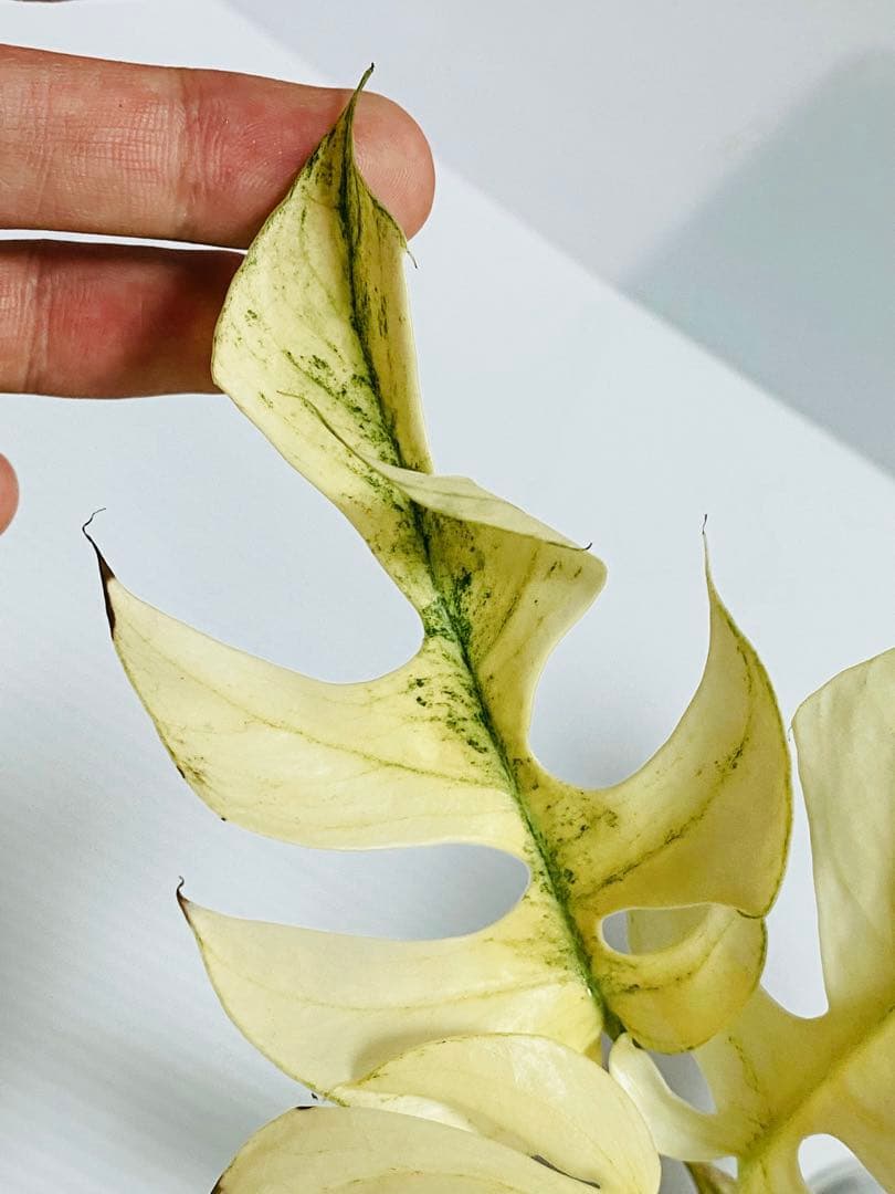 ☆超美斑株☆ ラフィドフォラ ホワイトモンスター ミント ヒメモンステラ