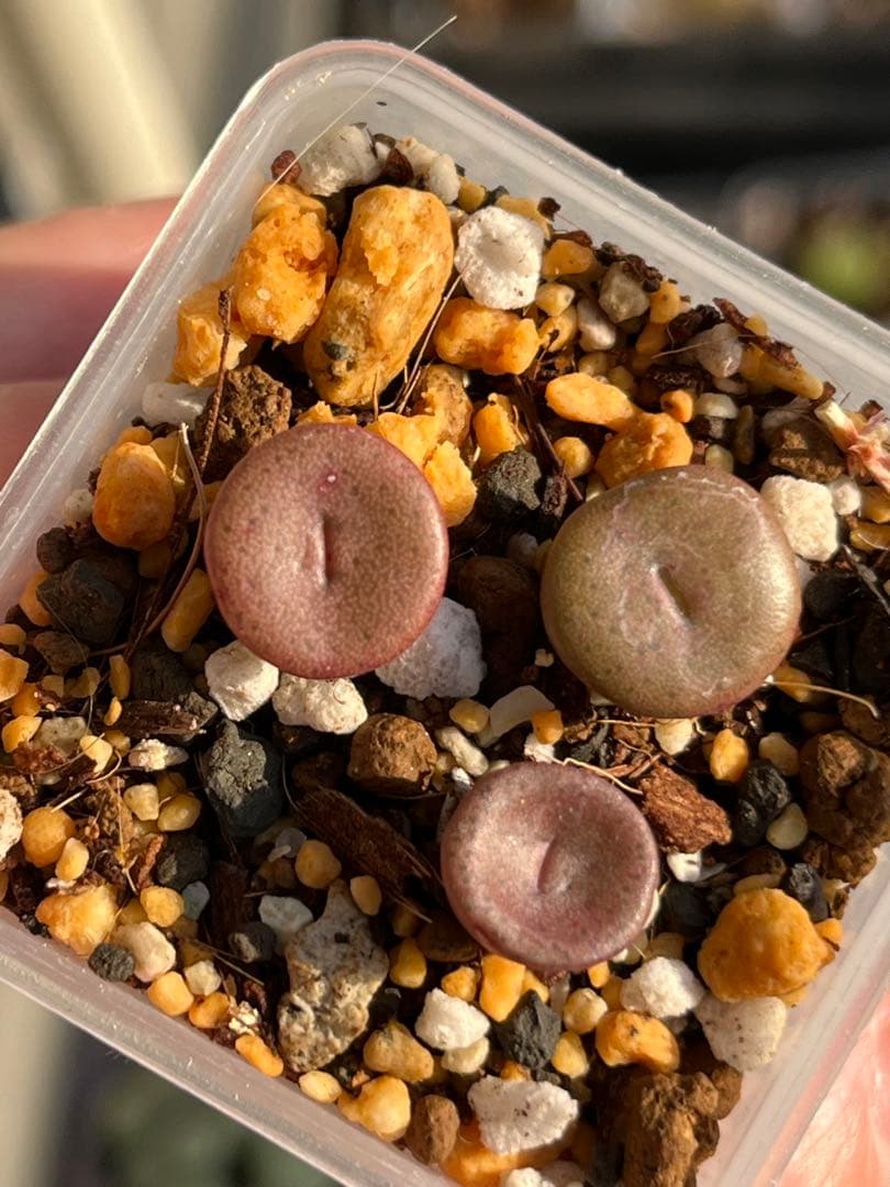 コノフィツムConophytum bachelorum 実生苗セット　ポットごと