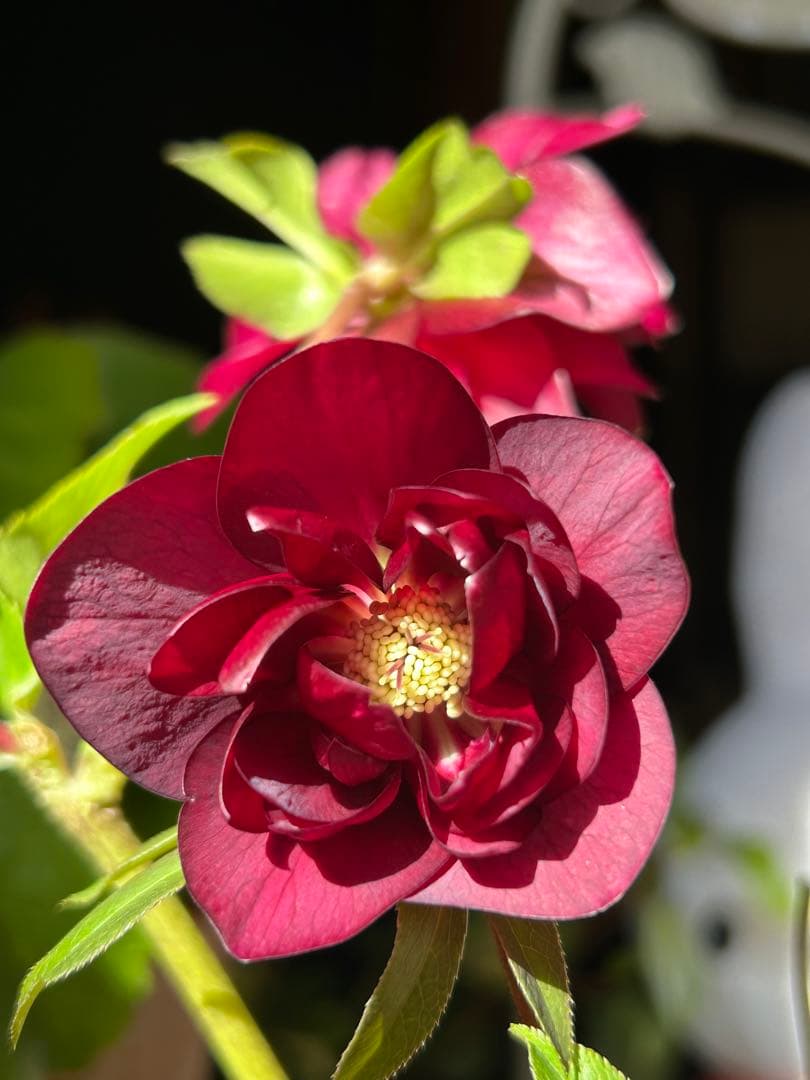 7 クリスマスローズ種　メルカリ便