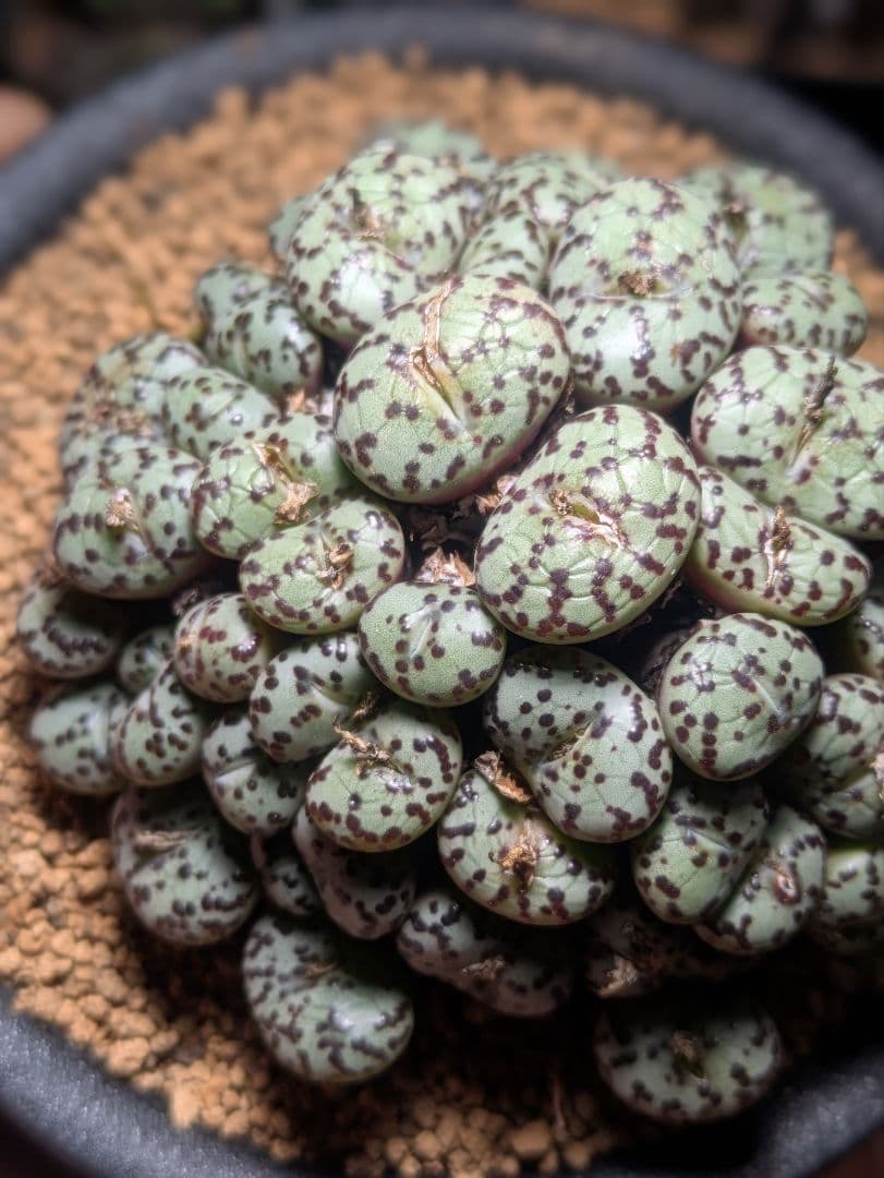 コノフィツム　オブコルデルム　実生