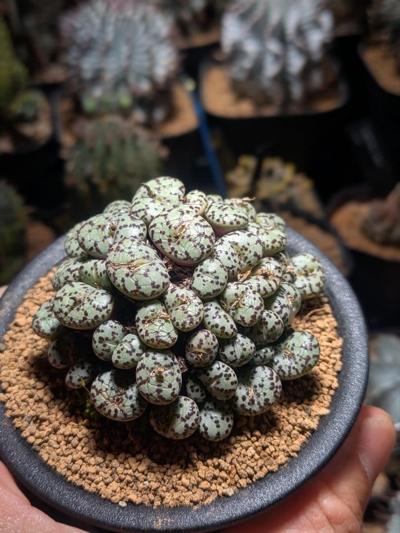 コノフィツム　オブコルデルム　実生