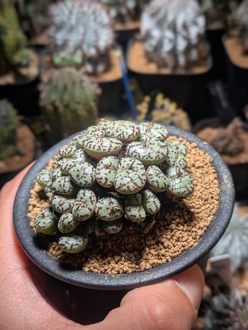 コノフィツム　オブコルデルム　実生