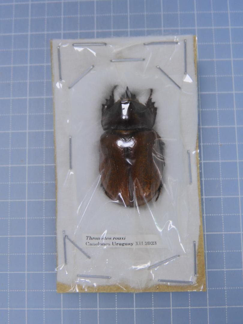 標本 Uruguay Thronistes rouxi 31mm