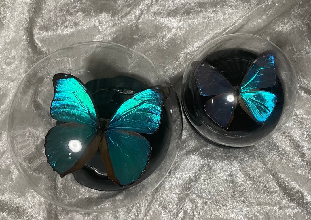 蝶 標本 モルフォ蝶 メネラウスモルフォ ガラスドーム アンティーク