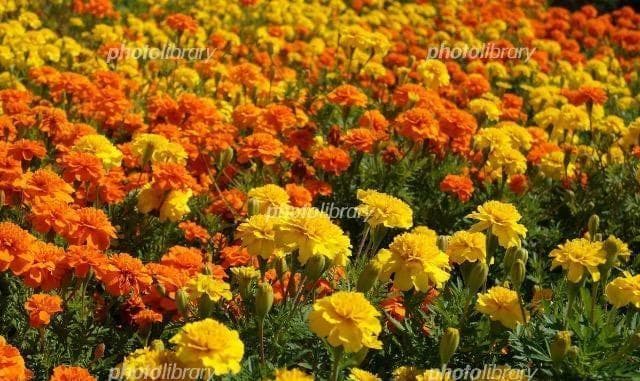 天然マリーゴールドの花種、大量１万粒＋粗品＋全国匿名送料無料