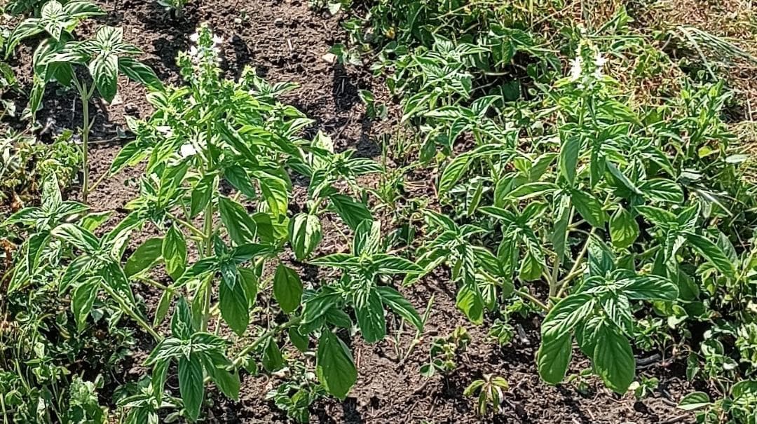 天然マリーゴールドの花種、大量１万粒＋粗品＋全国匿名送料無料