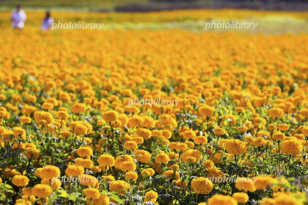 天然マリーゴールドの花種、大量１万粒＋粗品＋全国匿名送料無料