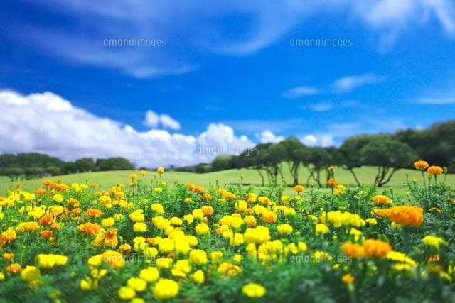 天然マリーゴールドの花種、大量１万粒＋粗品＋全国匿名送料無料