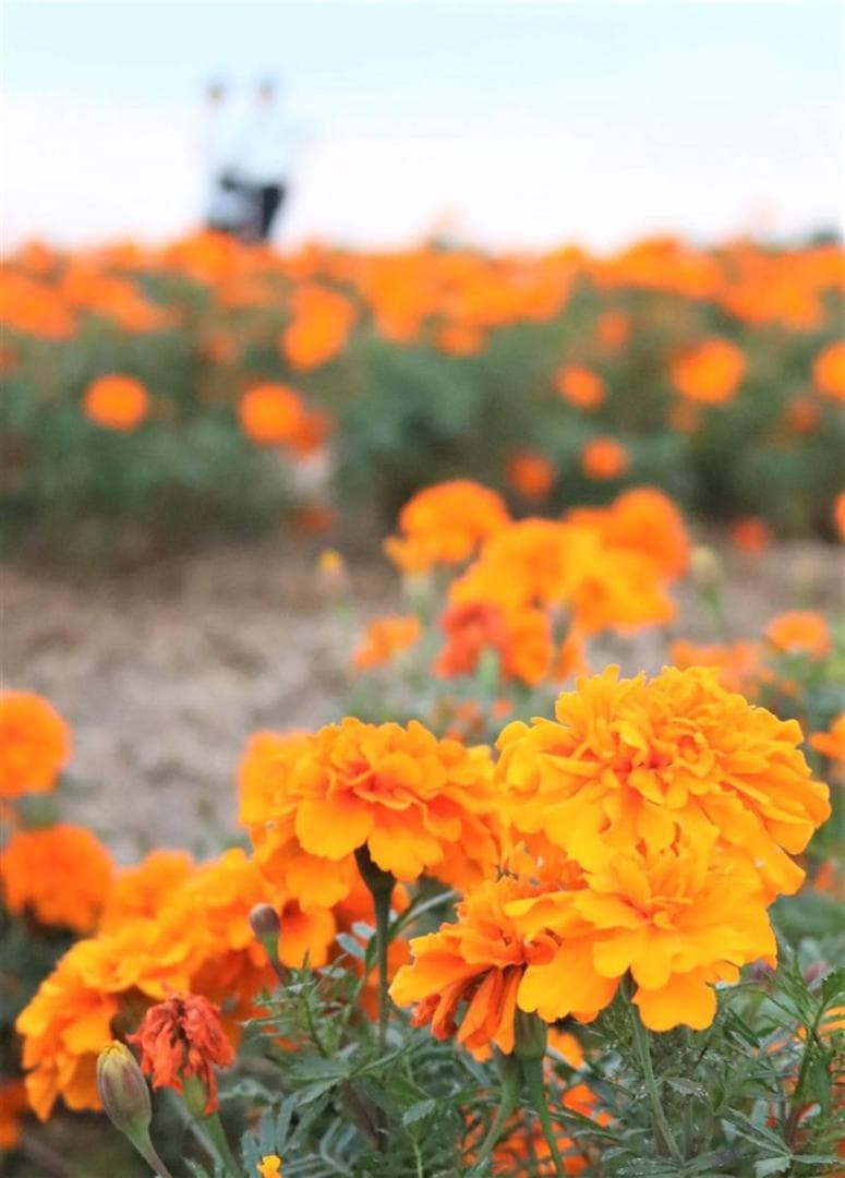 天然マリーゴールドの花種、大量１万粒＋粗品＋全国匿名送料無料