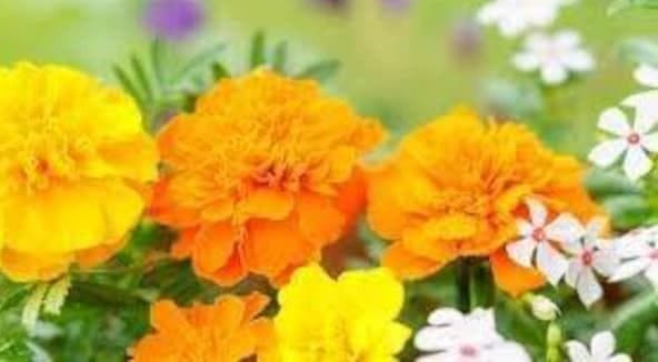 天然マリーゴールドの花種、大量１万粒＋粗品＋全国匿名送料無料