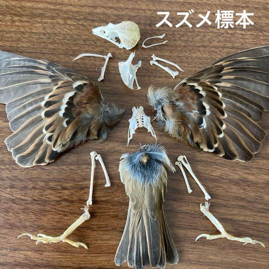 スズメの骨格標本•翼標本