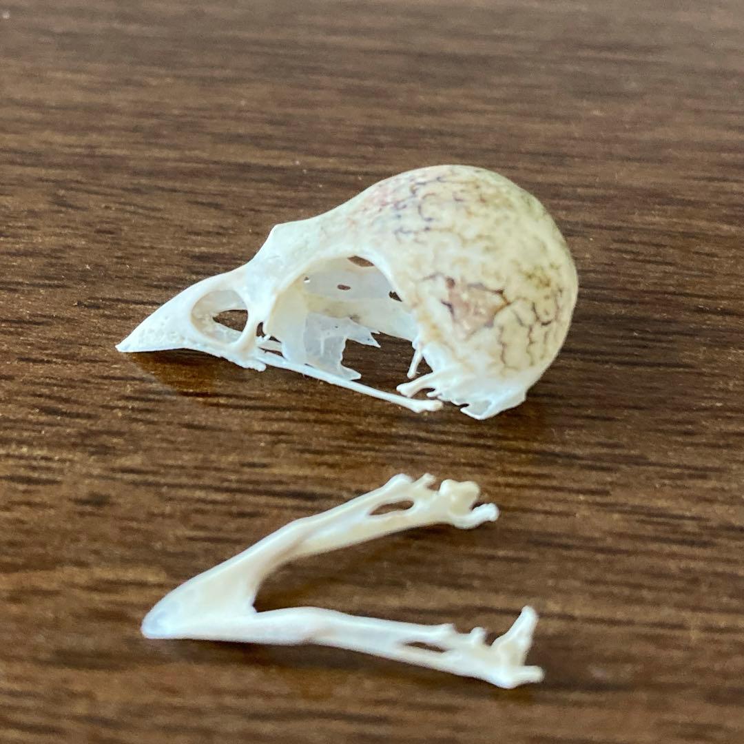 スズメの骨格標本•翼標本