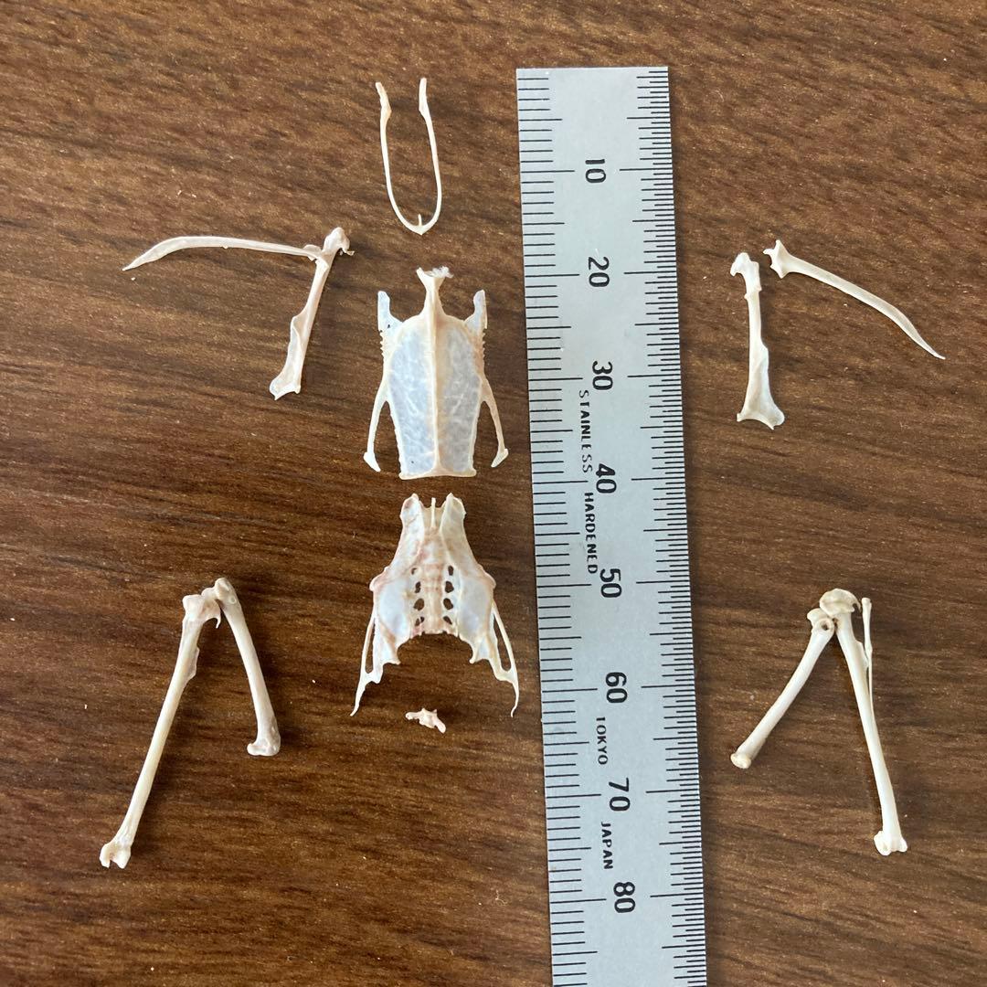 スズメの骨格標本•翼標本