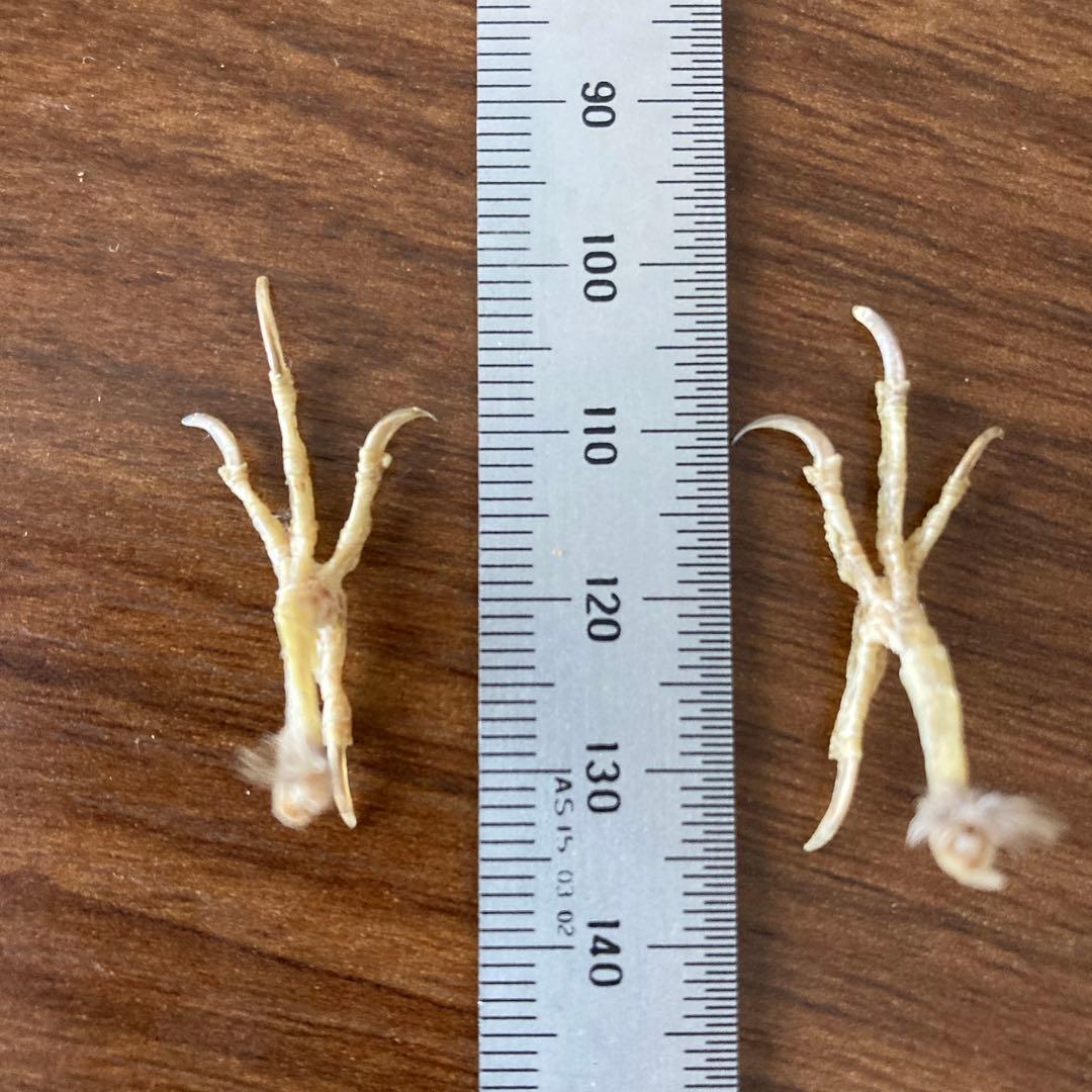 スズメの骨格標本•翼標本