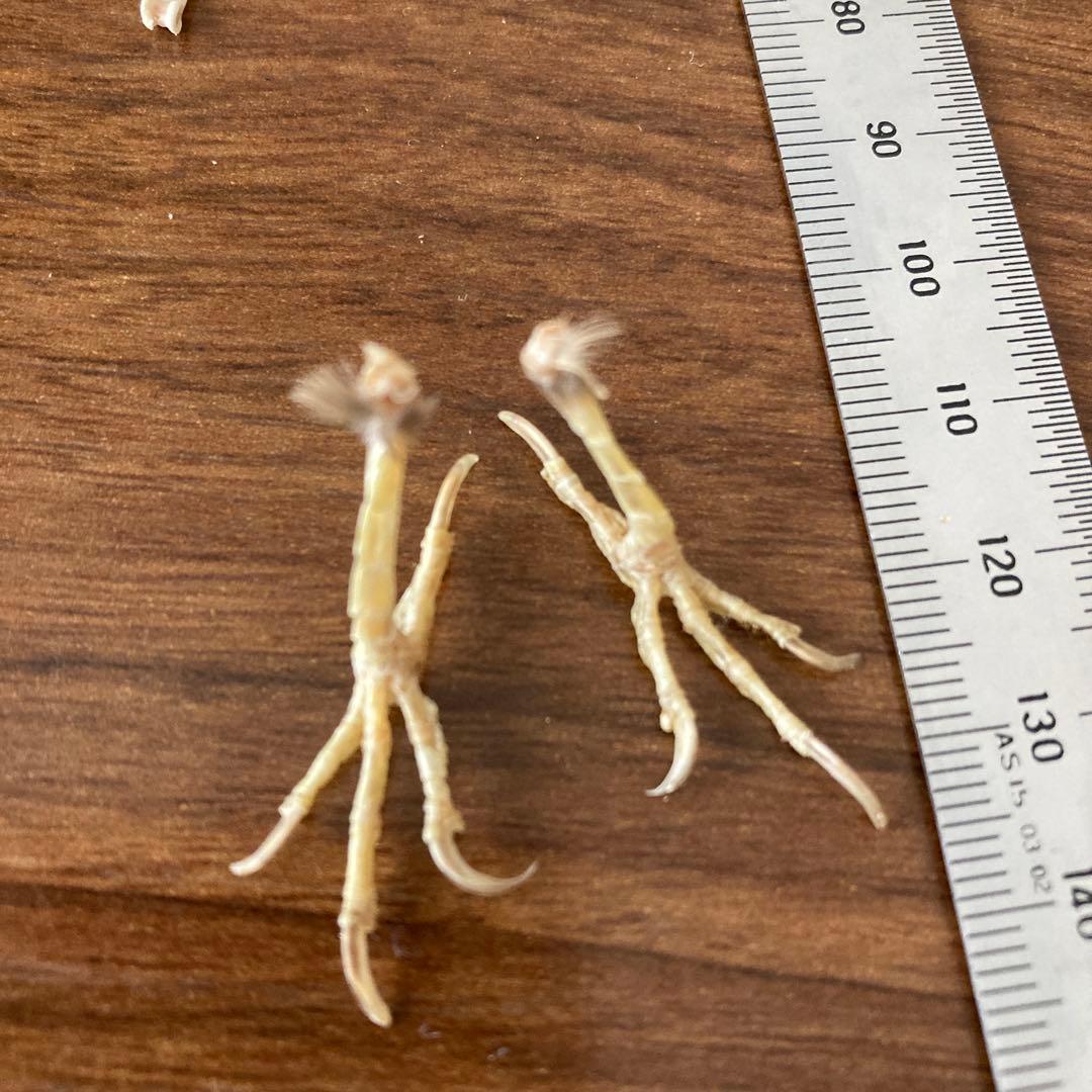 スズメの骨格標本•翼標本