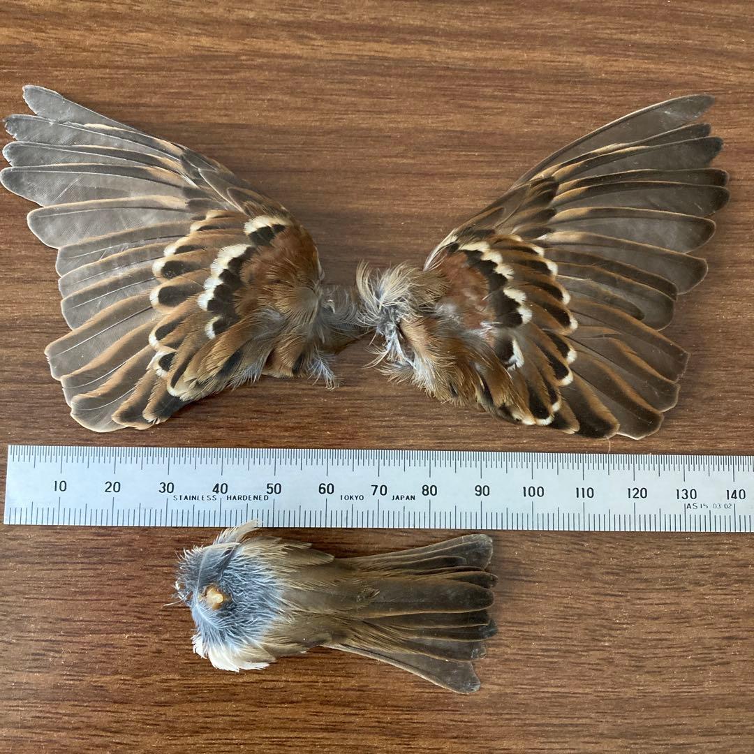 スズメの骨格標本•翼標本