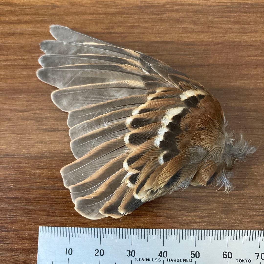 スズメの骨格標本•翼標本