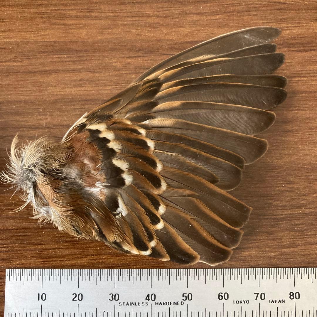 スズメの骨格標本•翼標本