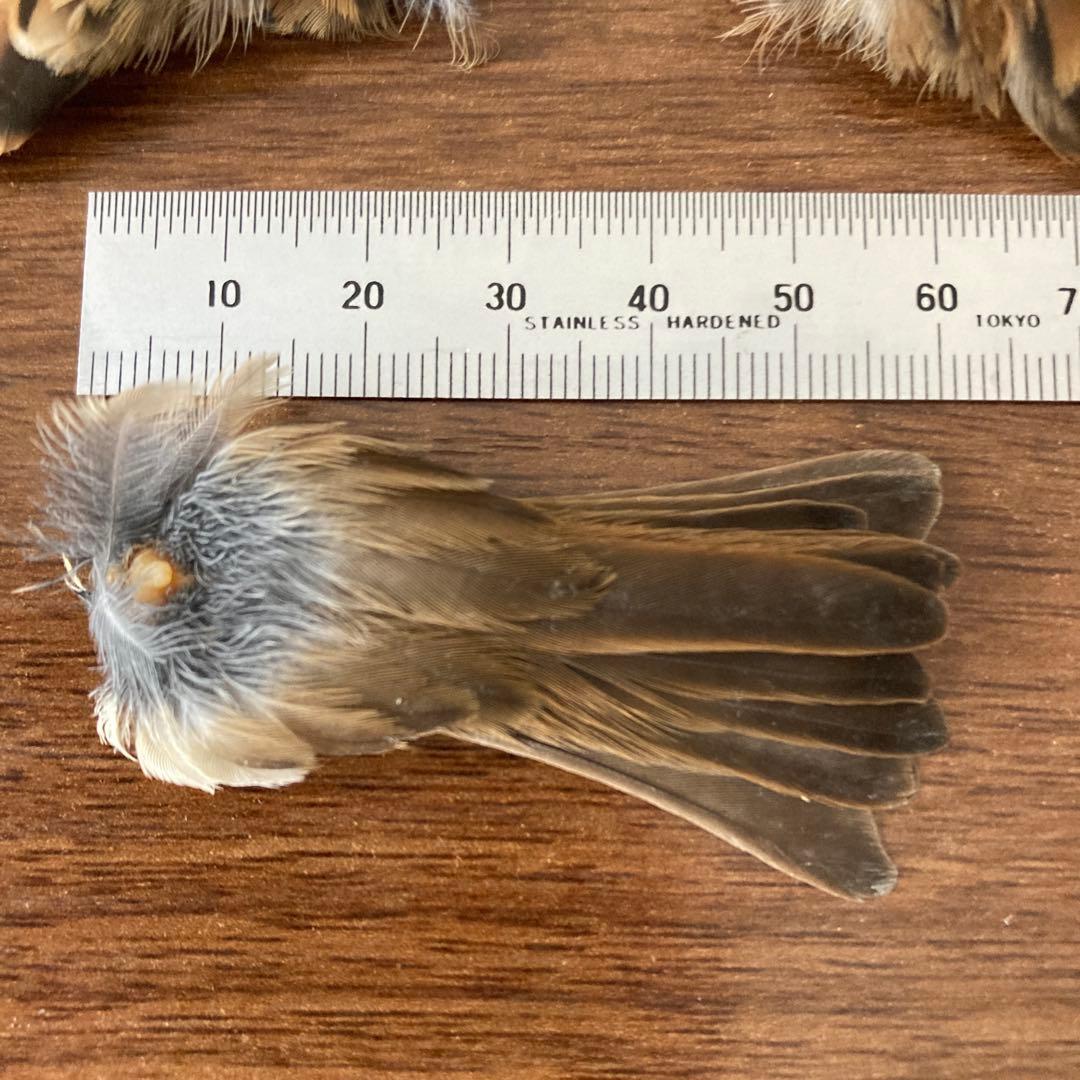 スズメの骨格標本•翼標本