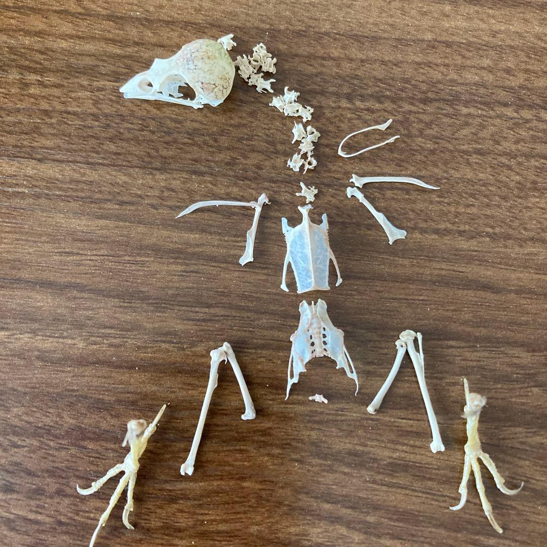 スズメの骨格標本•翼標本