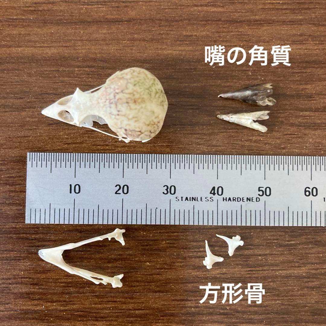 スズメの骨格標本•翼標本