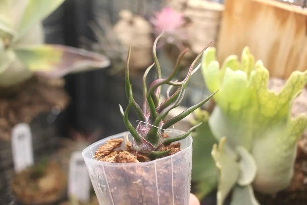 チランジア　ブルボーサ　タイニーダンサー　Bulbosa tiny dancer