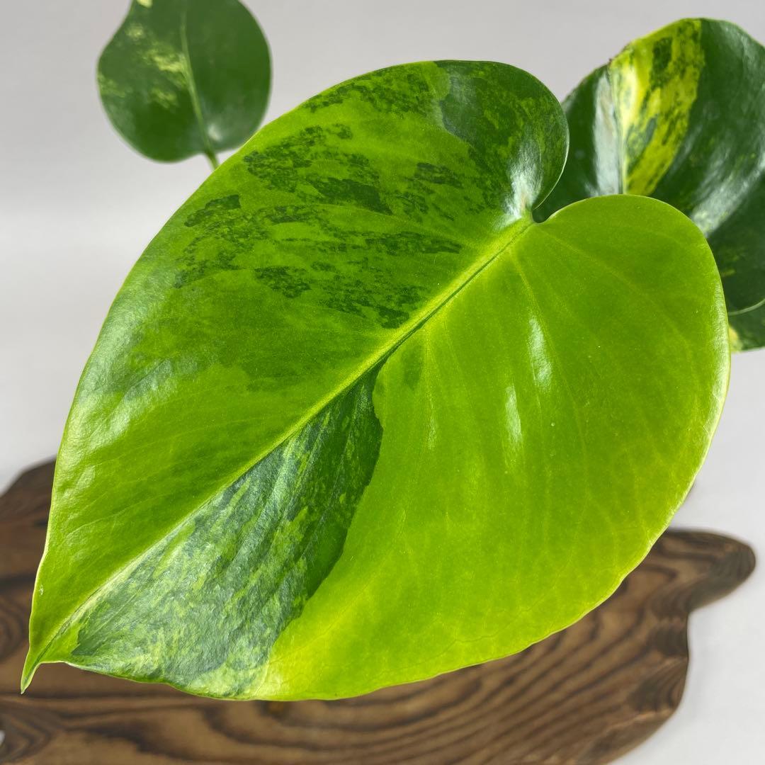 ア*)様 モンステラデリシオーサ イエローマリリン　lsw332