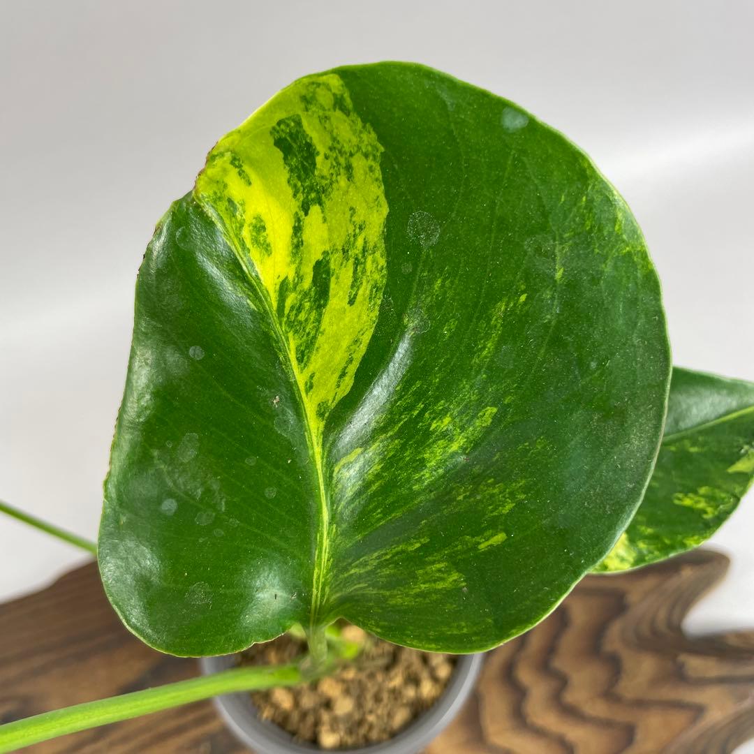 ア*)様 モンステラデリシオーサ イエローマリリン　lsw332