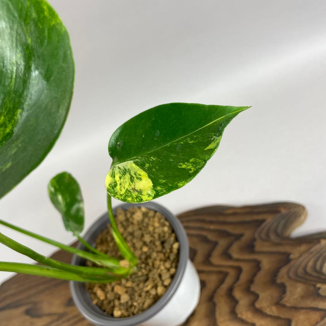 ア*)様 モンステラデリシオーサ イエローマリリン　lsw332