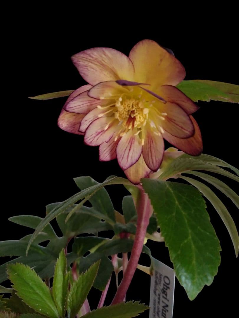 クリスマスローズ　ムルチ系オーレア