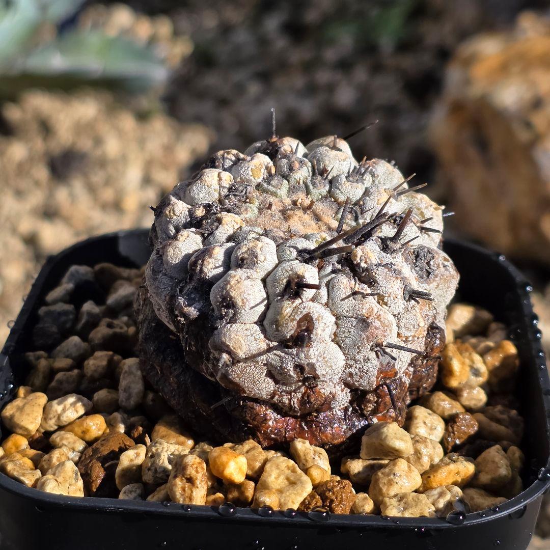 自根発根済 孤竜丸 コピアポアシネレア コルムナアルバ 現地球 cop