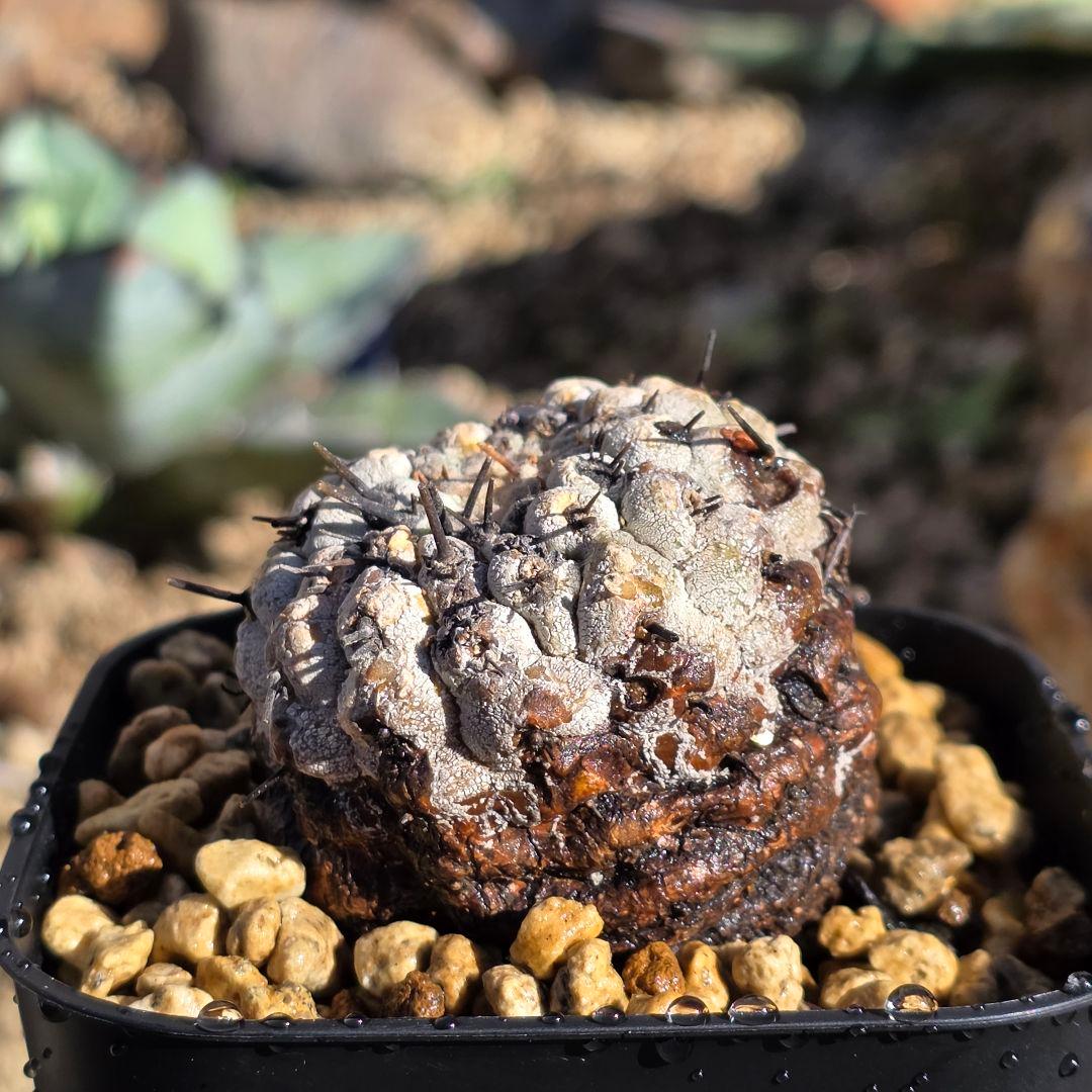 自根発根済 孤竜丸 コピアポアシネレア コルムナアルバ 現地球 cop