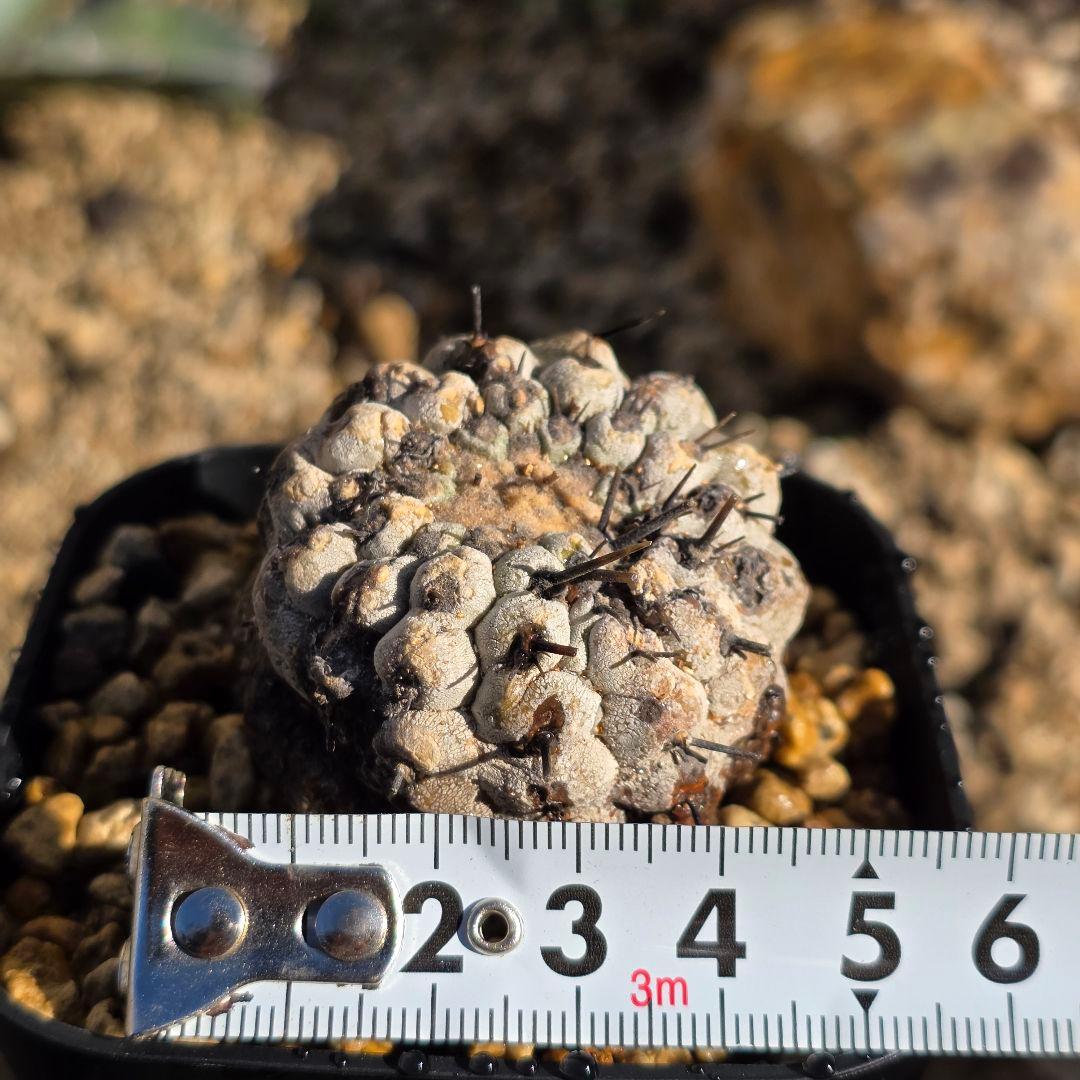 自根発根済 孤竜丸 コピアポアシネレア コルムナアルバ 現地球 cop