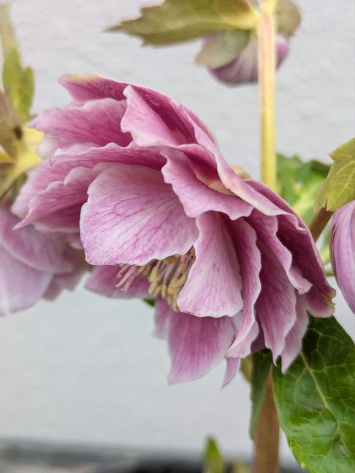 広瀬園芸 クリスマスローズ アンティークオーレアddピンクベイン 鮮やかな白覆輪