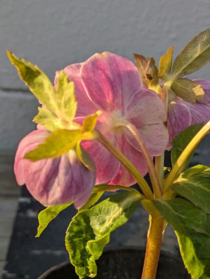 広瀬園芸 クリスマスローズ アンティークオーレアddピンクベイン 鮮やかな白覆輪