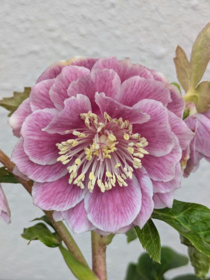 広瀬園芸 クリスマスローズ アンティークオーレアddピンクベイン 鮮やかな白覆輪