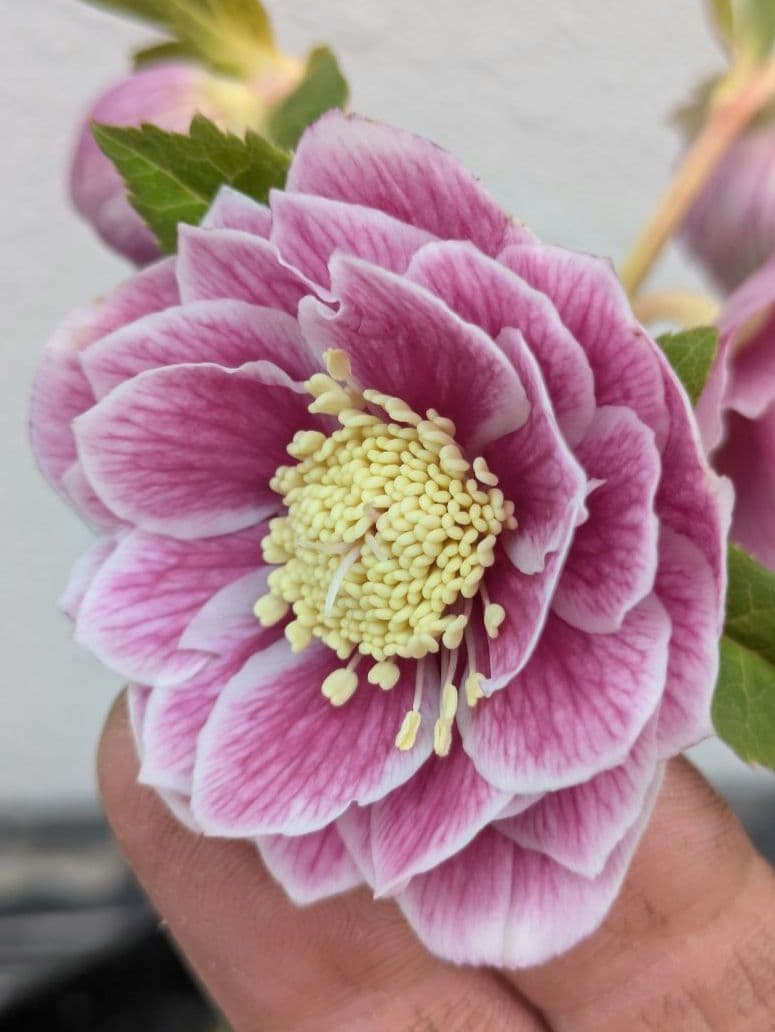 広瀬園芸 クリスマスローズ アンティークオーレアddピンクベイン 鮮やかな白覆輪