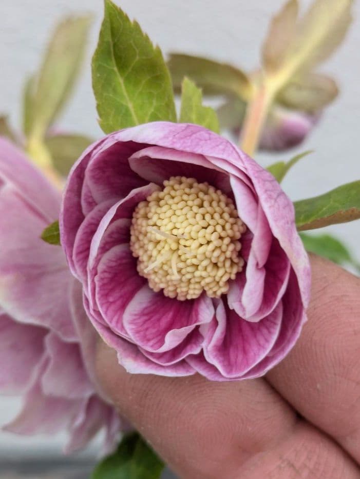 広瀬園芸 クリスマスローズ アンティークオーレアddピンクベイン 鮮やかな白覆輪