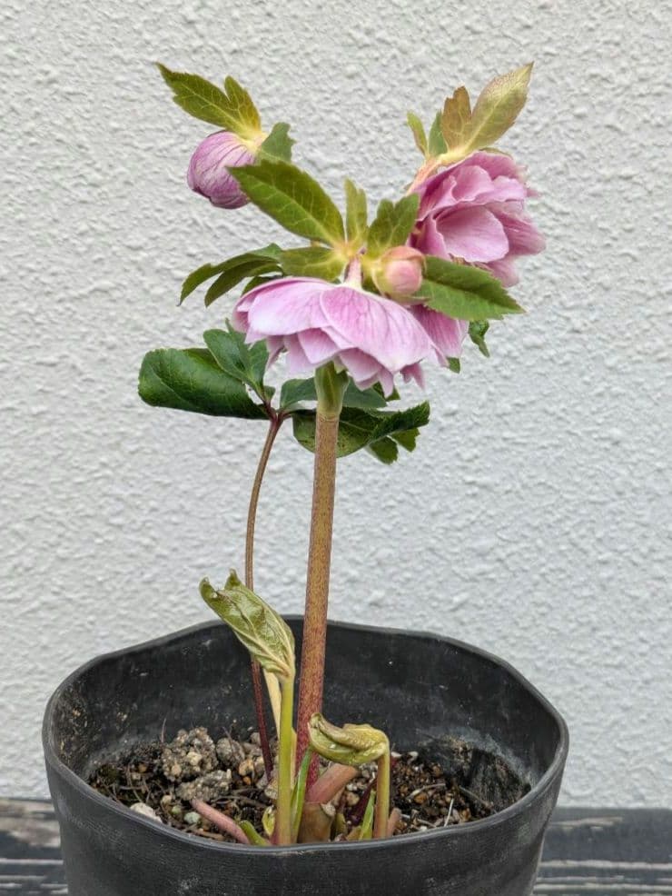 広瀬園芸 クリスマスローズ アンティークオーレアddピンクベイン 鮮やかな白覆輪