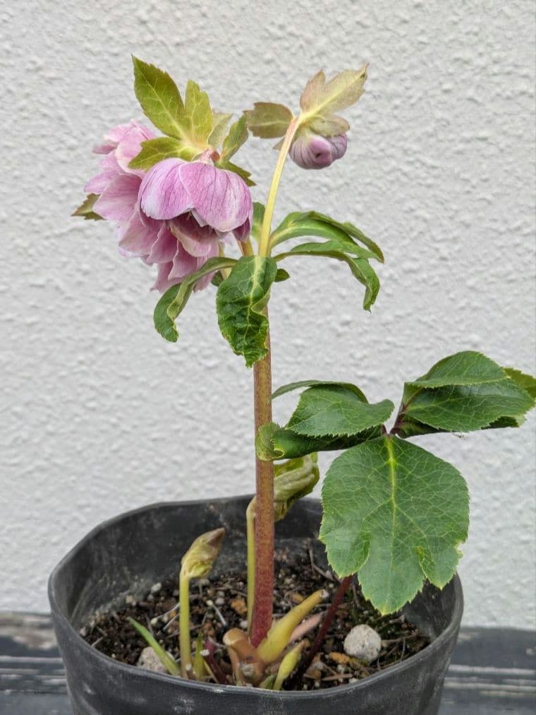 広瀬園芸 クリスマスローズ アンティークオーレアddピンクベイン 鮮やかな白覆輪