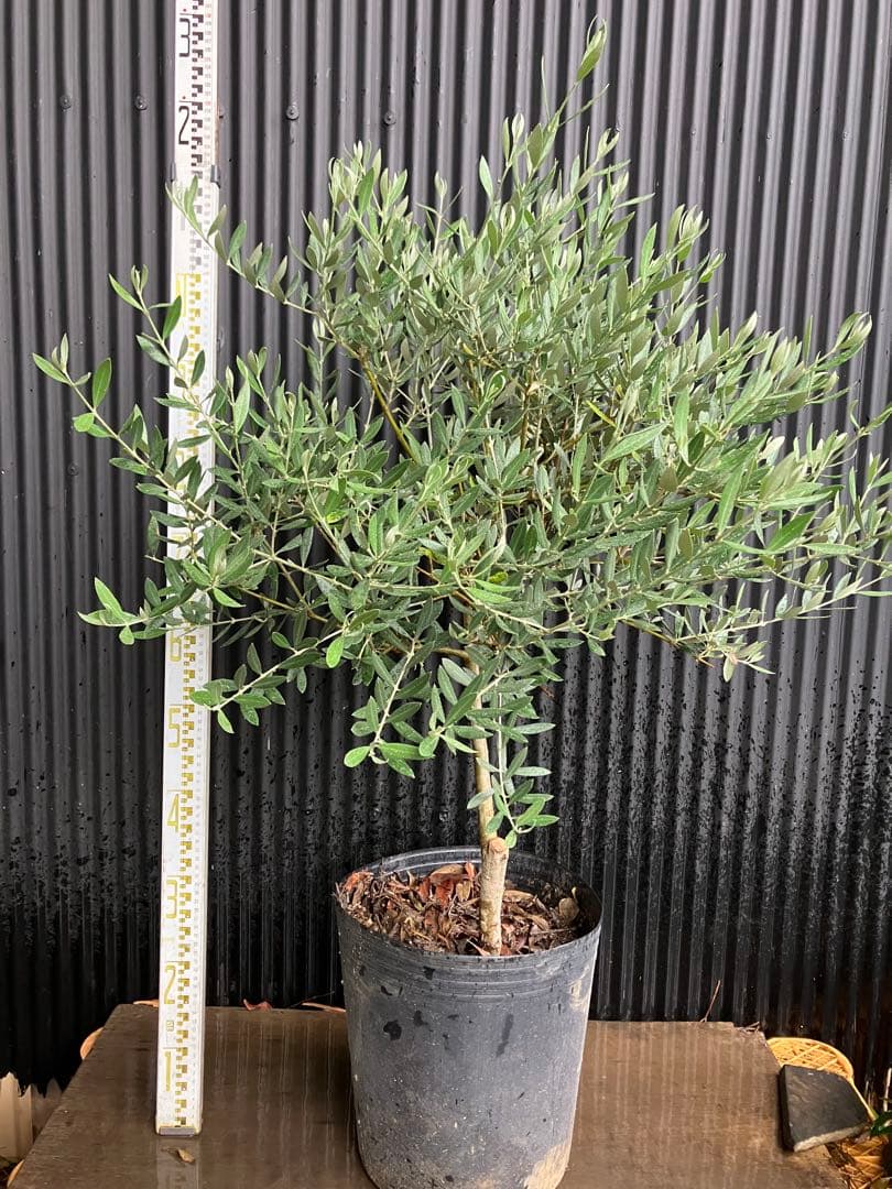 オリーブの木　ピクアル