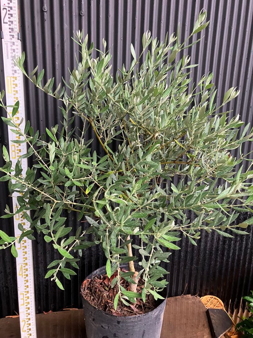 オリーブの木　ピクアル